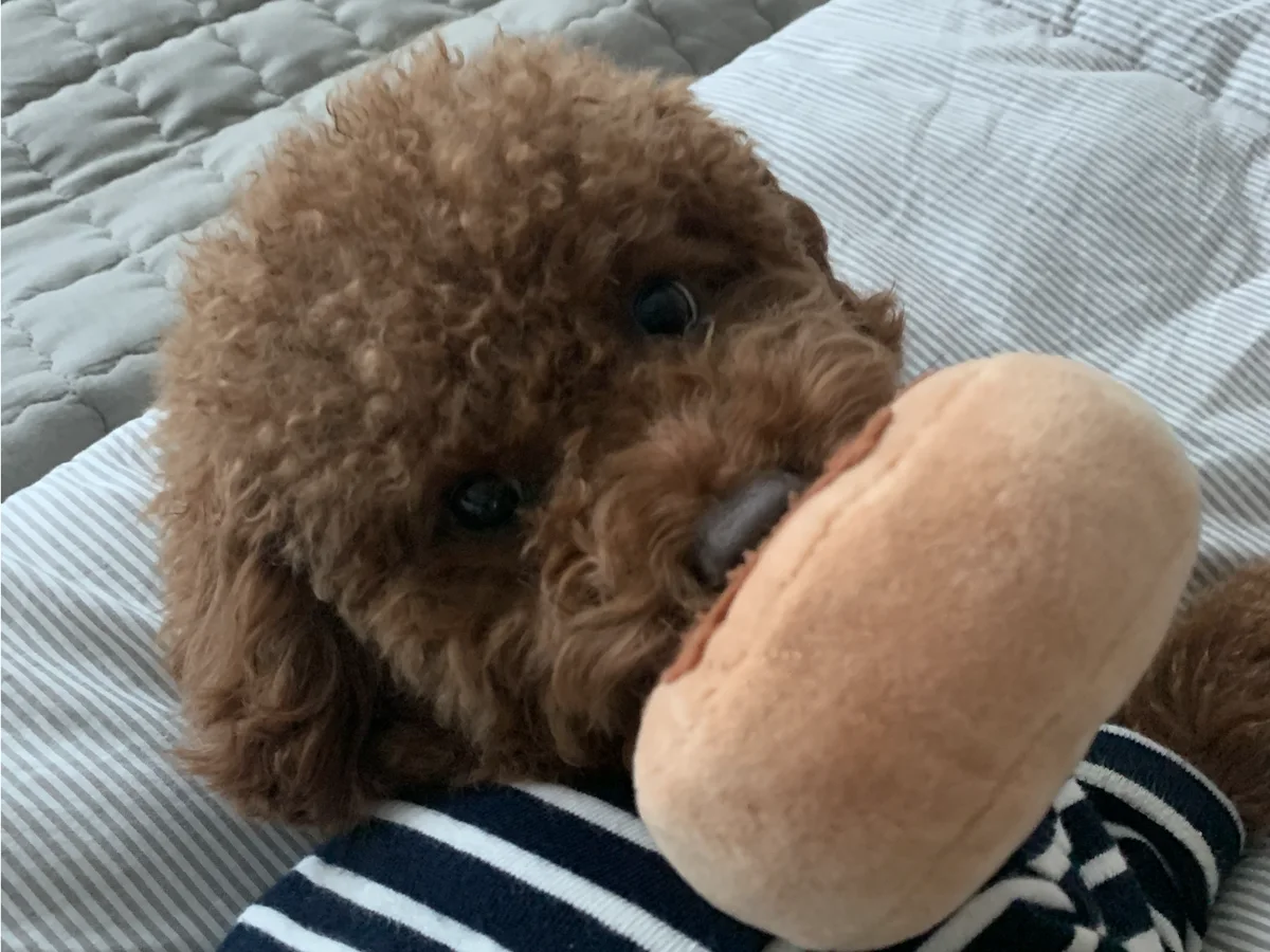 My dog cuddling a toy